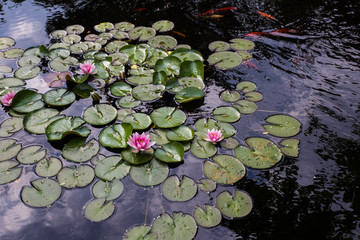 water lily against a dark background in the water with pink lotus flowers