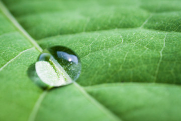 Green leaf with water drop, selective focus with shallow depth of field.