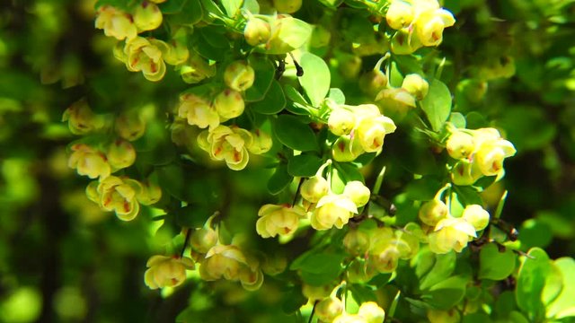 Close-up of yellow flowers of golden-colored barberry with green leaves on a spring breeze in fivefold reflection in the foothills of the Caucasus