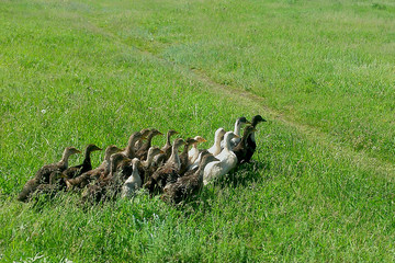 A herd of ducklings running along the green grass.