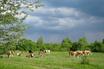 Naklejka na ściany i meble A herd of cows graze in the summer in the background of thunderclouds.