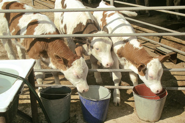 Feeding three small calves from buckets in the pen.