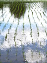 Fototapeta na wymiar Rice field.