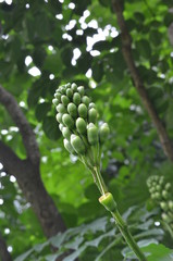 Orange Flowers