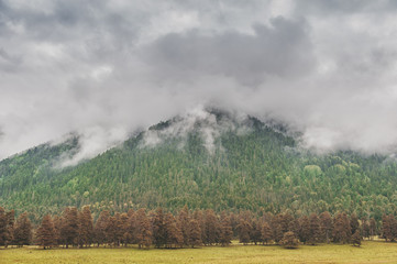 Gloomy landscape with mountains in clouds and forest