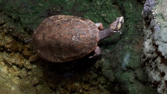 Turtle climbs out of the water onto the rocks
