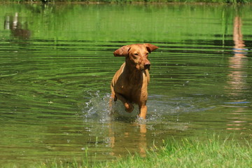 Vizsla geht durch einen Bach