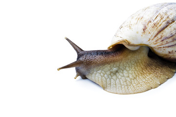 Giant african snail isolated on white background
