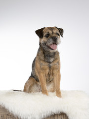 Border terrier dog portrait. Image taken in a studio with white background.
