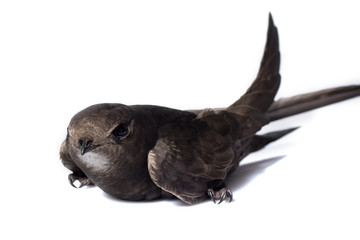 bird black swift on hand