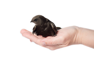 bird black swift on hand