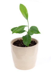 young indoor citrus plant