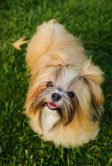 Naklejka na ściany i meble Shih Tzu dog outdoor portrait standing on grass looking up