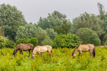 wild konik horses grazing in Dutch Oostvaardersplassen nature reserve © andrewbalcombe