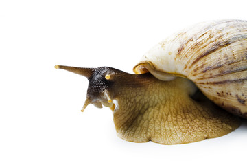 Giant african snail isolated on white background