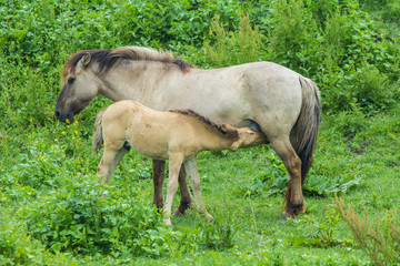 konik horse foal drinking from mother in Oostvaardersplassen nature reserve © andrewbalcombe