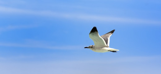 Gaviotas4