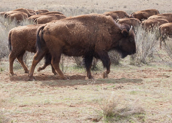 A herd of bison walking from left to right
