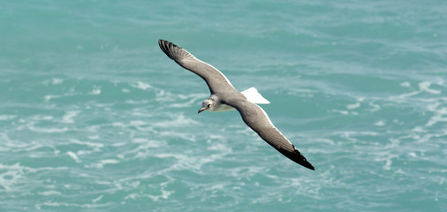 Gaviotas6