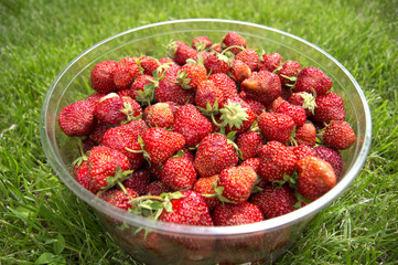 Harvest ripe, delicious strawberries, in a Cup