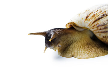 Giant african snail isolated on white background