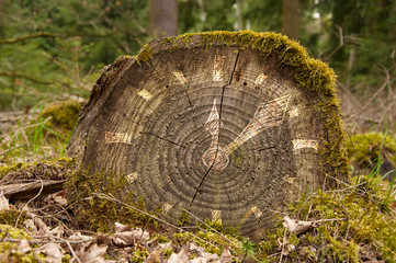 clock illustration on a stump by jziprian