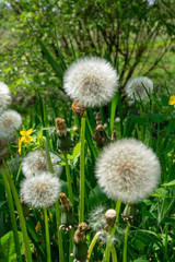 Dandelion in a springy lawn