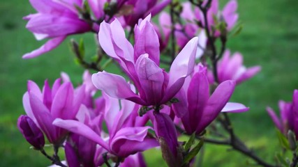 Violet magnolia leaves blowing in wind