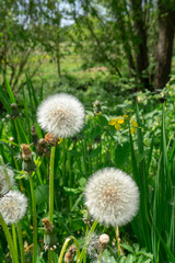 Dandelion in a springy lawn