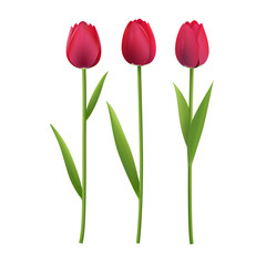 Flower tulip-rose maroon-red color. Set.
