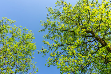 spring trees over blue sky background