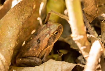 sapo marrón camuflado entre hojas