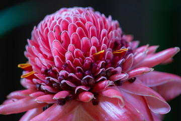 pink flower of dahlia