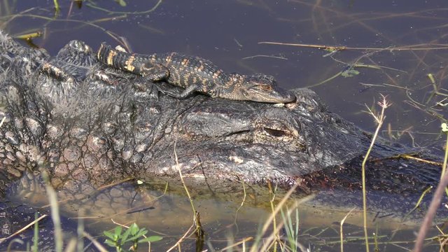 baby alligator sunning on its mother head in Florida lake