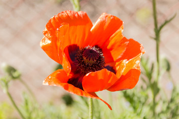poppy