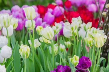 field of blooming colorful tulips, spring flowers in the garden