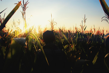 motion blur , tourist man walk to Corn farm to watch the sunset.