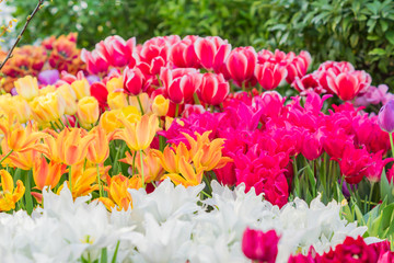 field of blooming colorful tulips, spring flowers in the garden