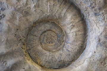 Prehistoric fossilized shell. The concept of the archaeological site