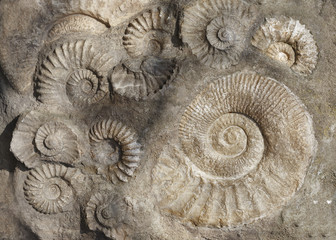 Prehistoric fossilized shell. The concept of the archaeological site