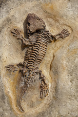 Fototapeta na wymiar Fossil of prehistoric lizard skeleton on the rock