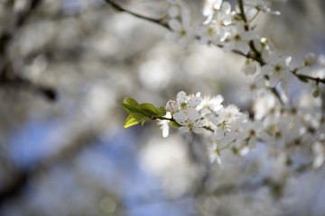 Spring