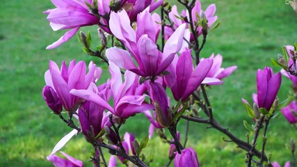 Violet magnolia leaves blowing in wind