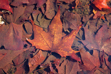 Fallen colorfull leaves in dirty plash