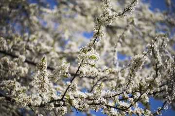 Flowering cherry tree. Against a beautiful blue sky