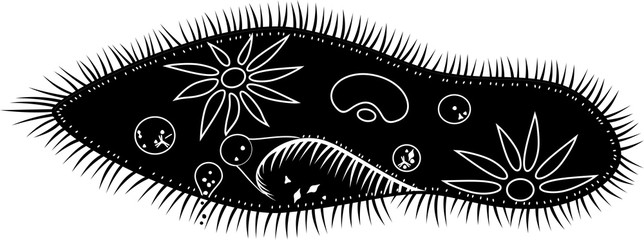 Black silhouette of Paramecium caudatum