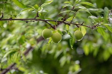 スモモの若い実