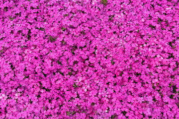 ピンクの一面に咲いたシバザクラの花