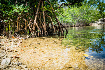 Mangrove roots in a clear saltwater slough help prevent erosion and deterrent to lost of land during a Hurricane 