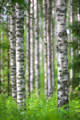 Birch tree (Betula pendula) forest in summer. Focus on foreground tree trunk.